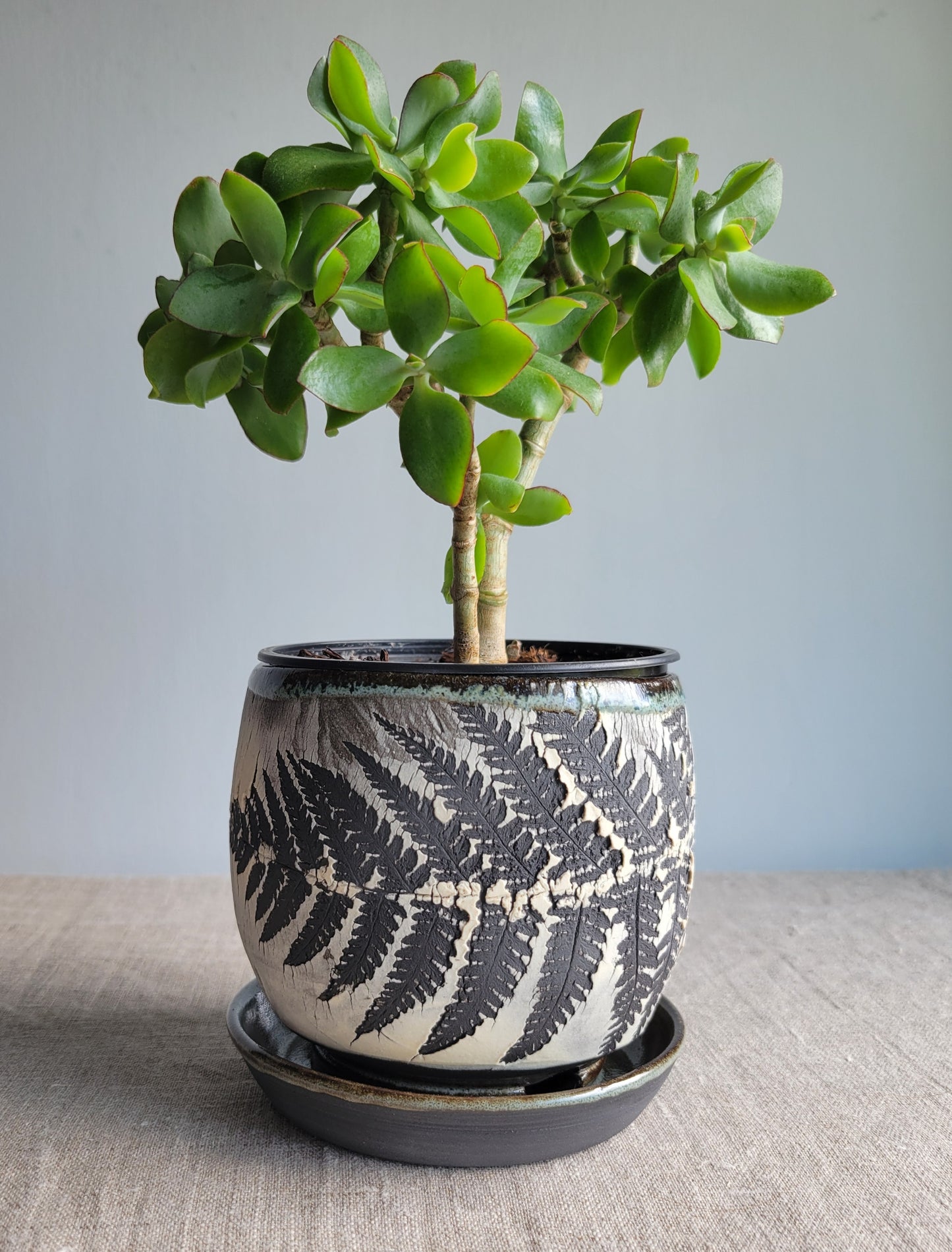 4" Cracked Fern Planter