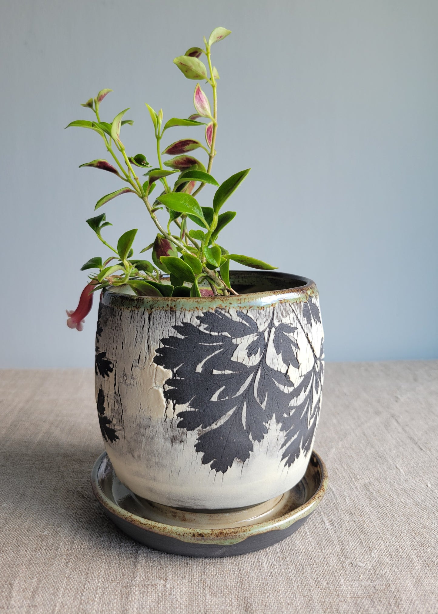 4" Cracked Fern Planter