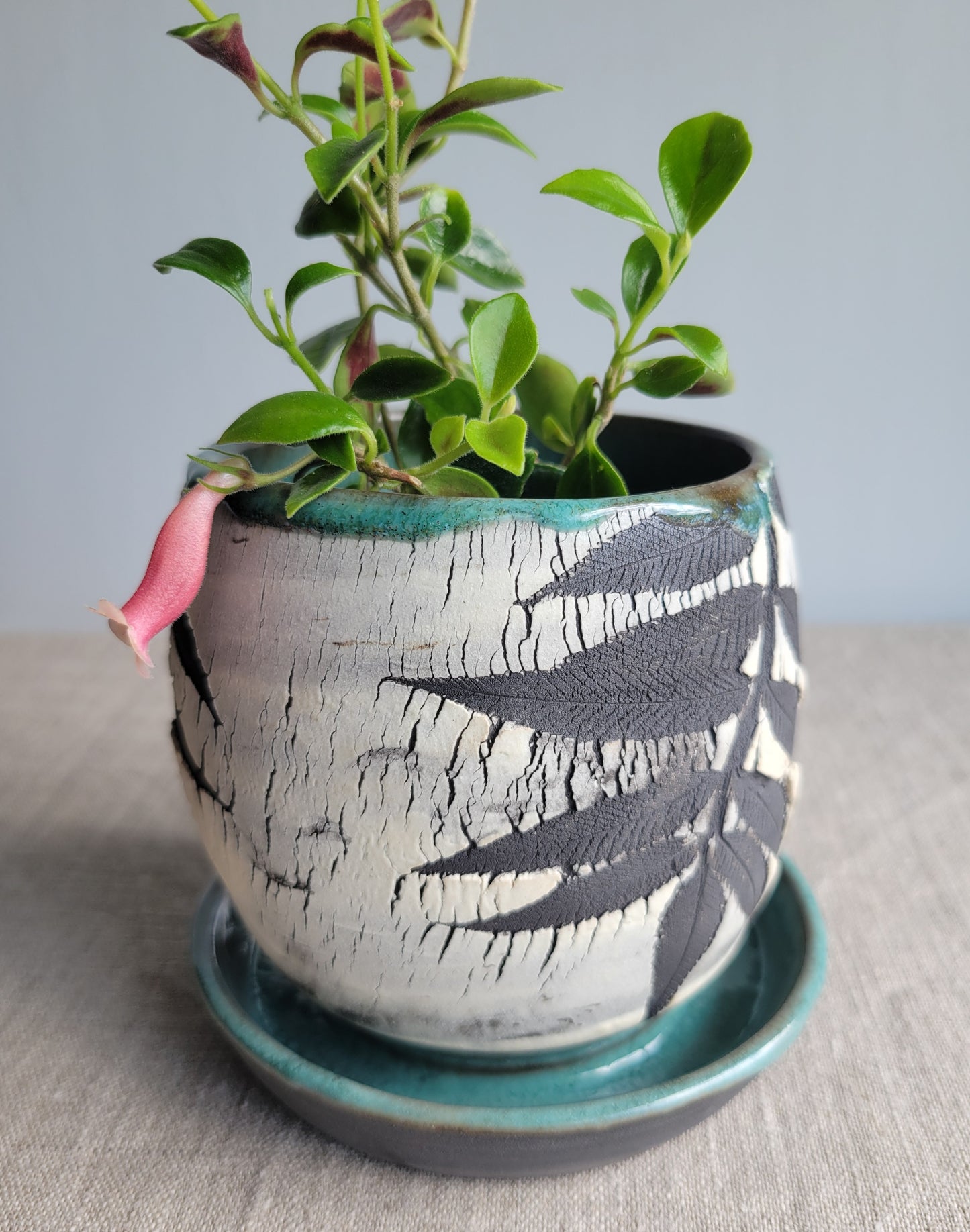 4" Cracked Fern Planter