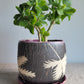 5" Cracked Fern Planter