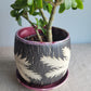 5" Cracked Fern Planter