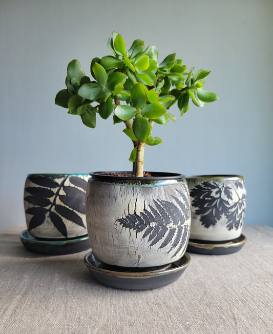 4" Cracked Fern Planter