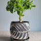 4" Cracked Fern Planter