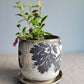 4" Cracked Fern Planter