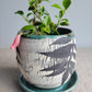 4" Cracked Fern Planter