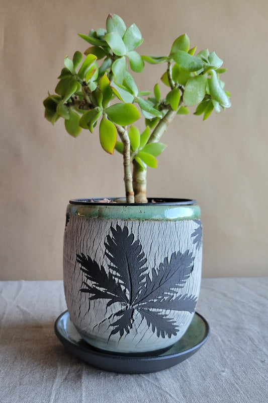 5" Cracked Fern Planter
