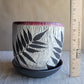6" Cracked Fern Planter