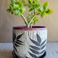 6" Cracked Fern Planter