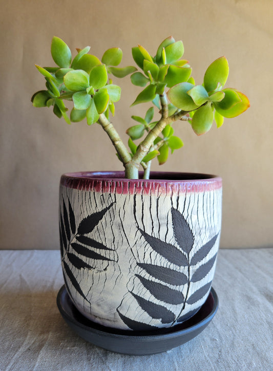 6" Cracked Fern Planter