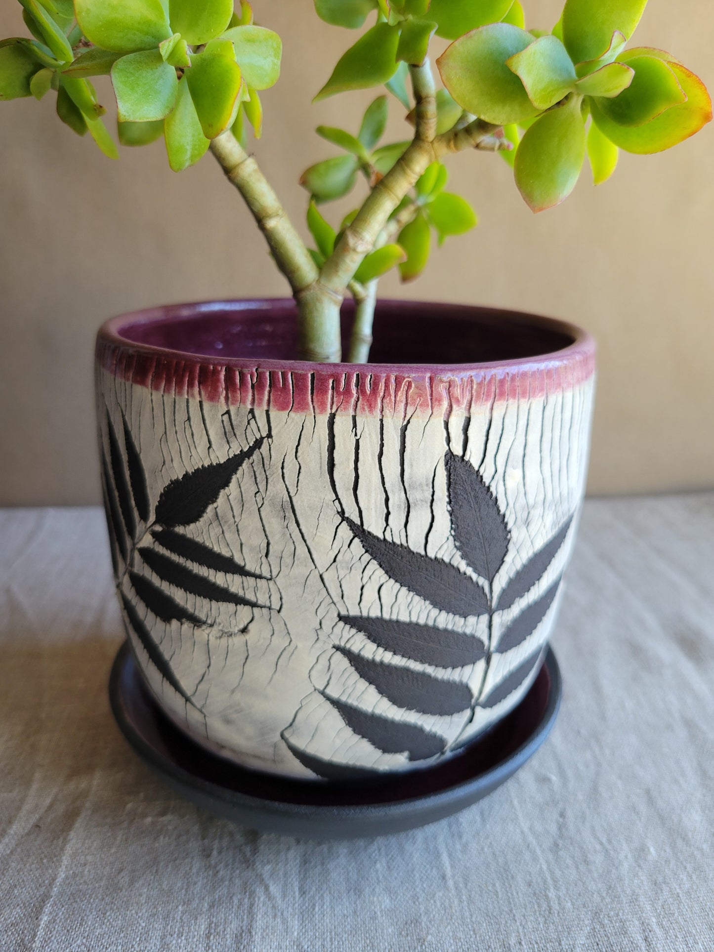 6" Cracked Fern Planter
