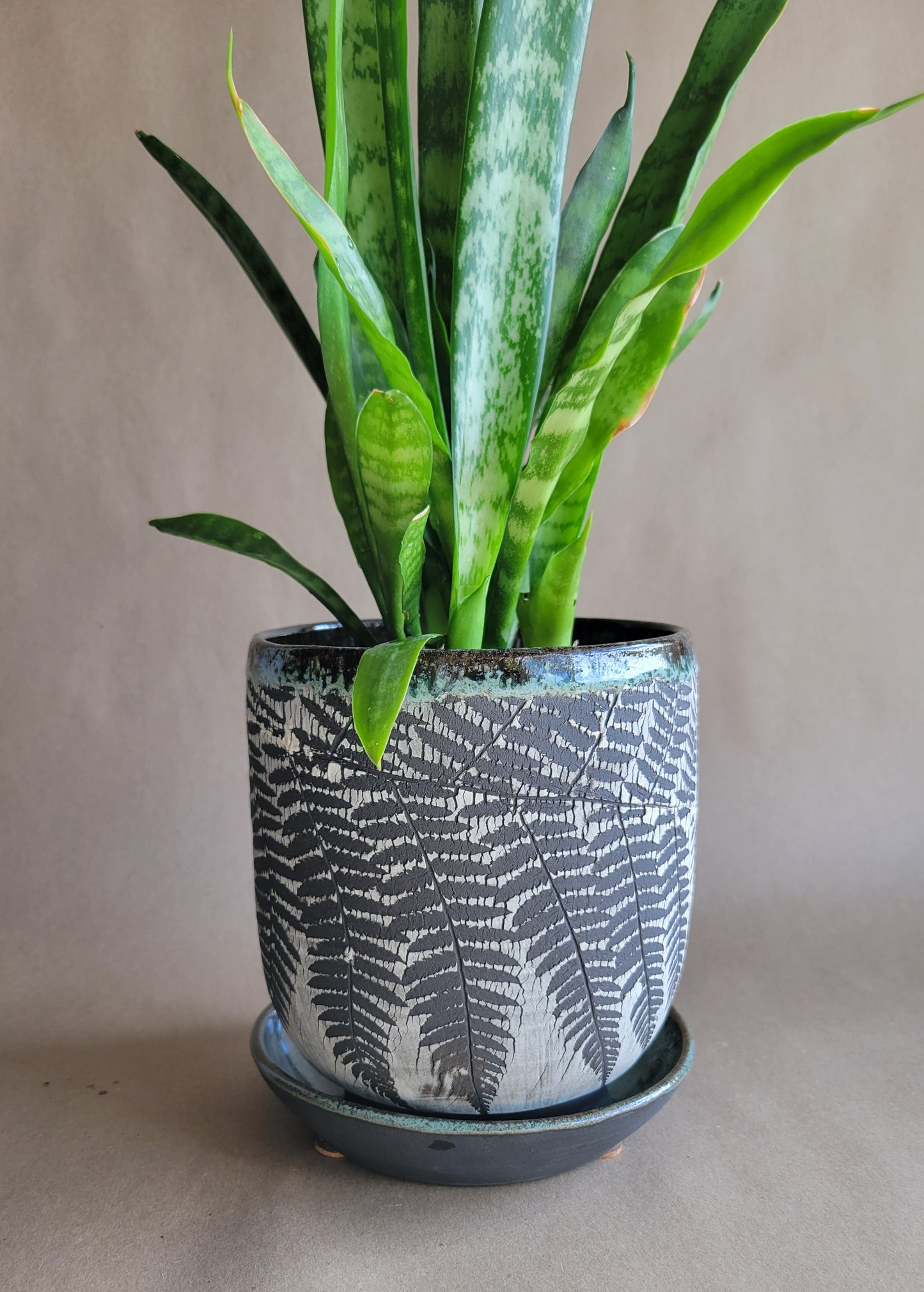 6" Cracked Fern Planter