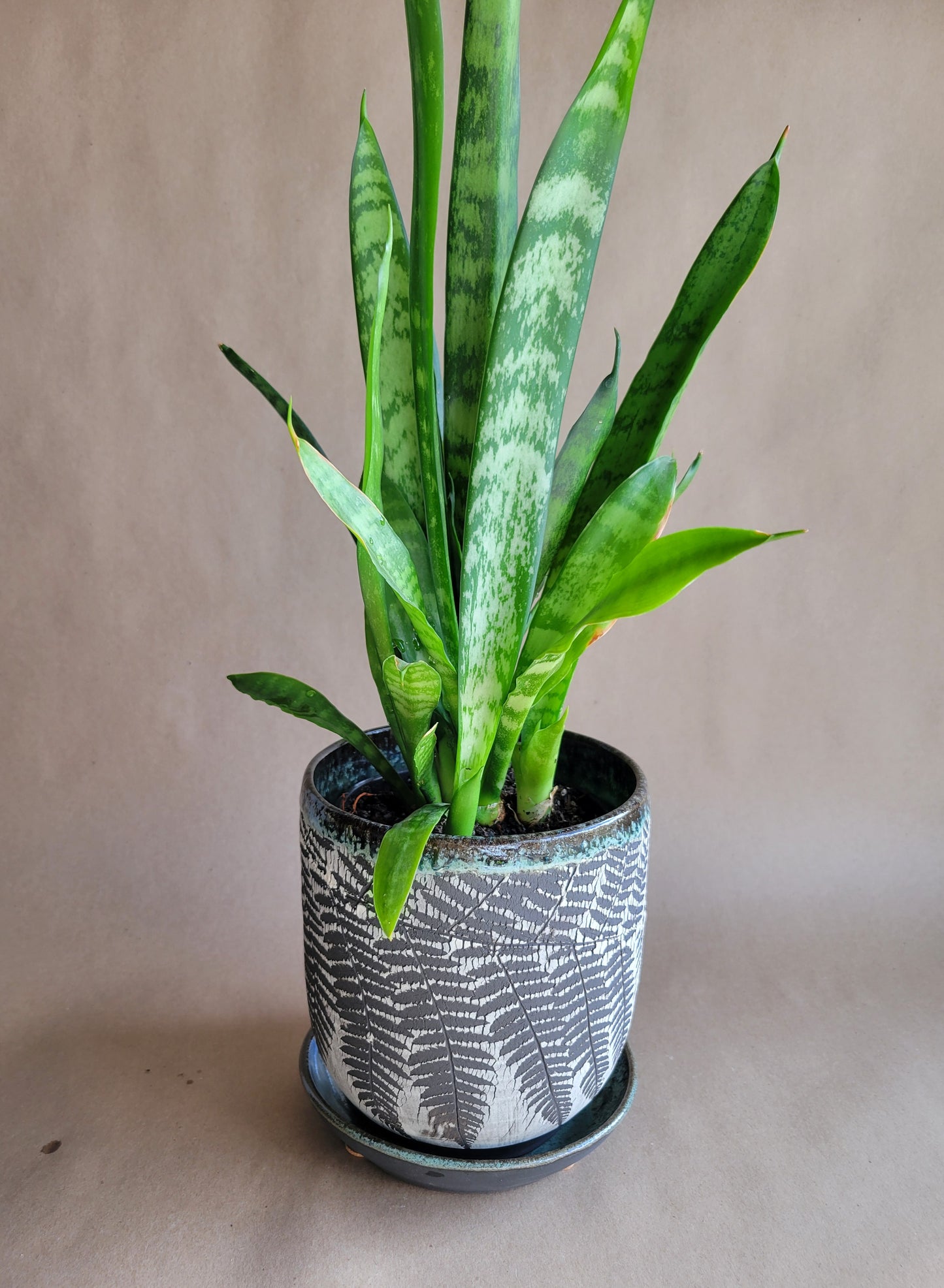 6" Cracked Fern Planter