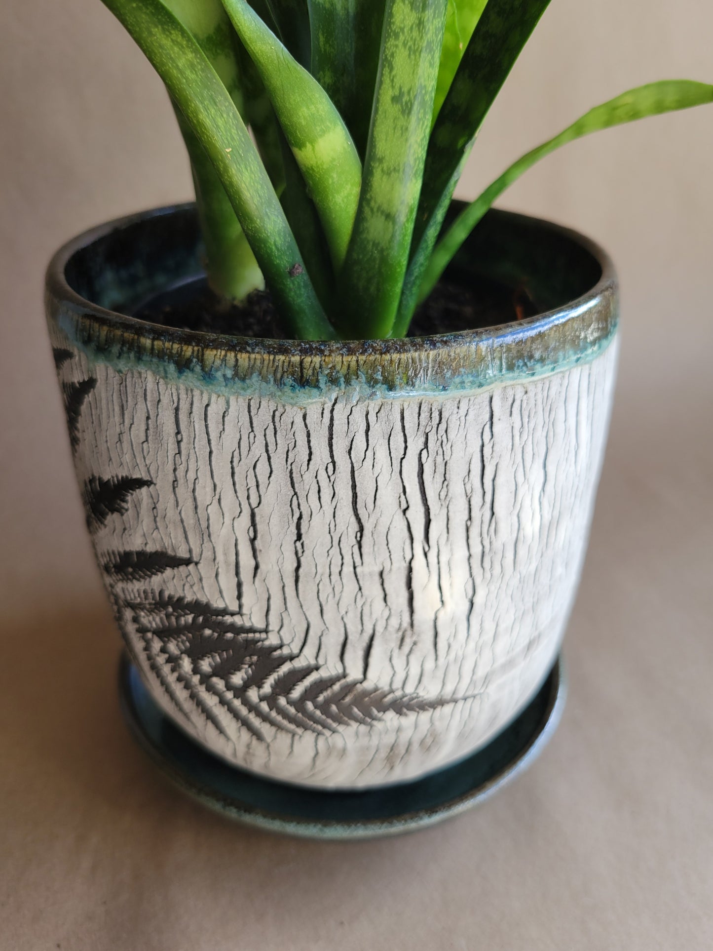 6" Cracked Fern Planter