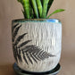 6" Cracked Fern Planter